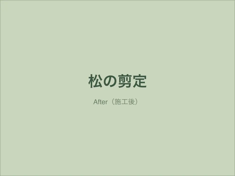 松の自然風剪定（施工後）