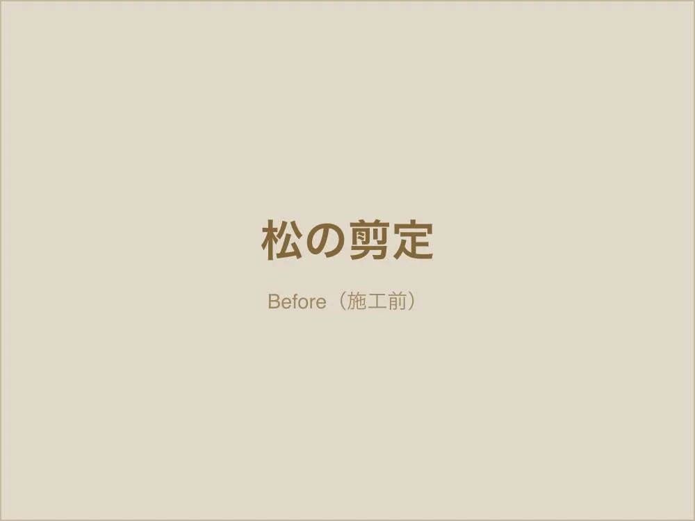 松の自然風剪定（施工前）